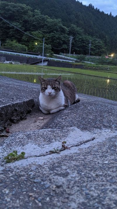 富士宮、芝川の夕方の猫